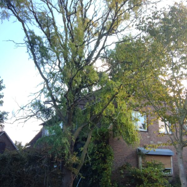 Baum vor Fällung