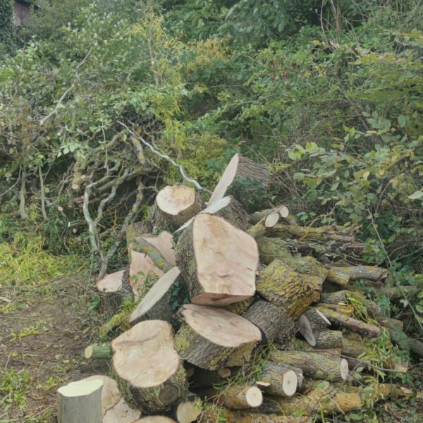 Das fast fertige Brennholz