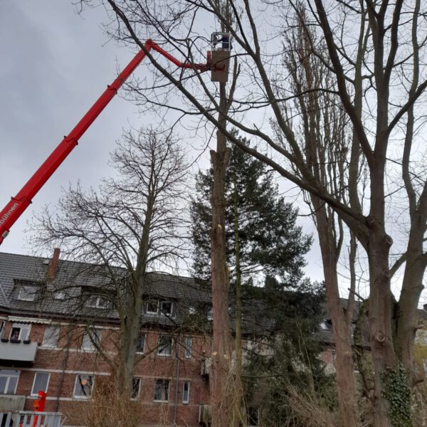 Krone schneiden mit Steiger